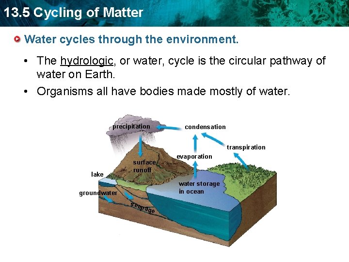 13. 5 Cycling of Matter Water cycles through the environment. • The hydrologic, or