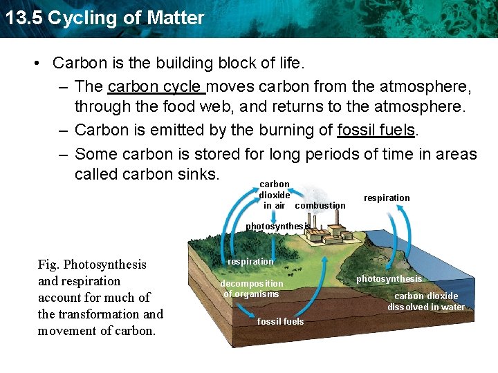 13. 5 Cycling of Matter • Carbon is the building block of life. –