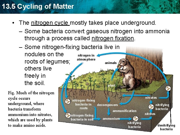 13. 5 Cycling of Matter • The nitrogen cycle mostly takes place underground. –