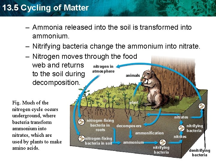 13. 5 Cycling of Matter – Ammonia released into the soil is transformed into 13. 5 Cycling of Matter – Ammonia released into the soil is transformed into