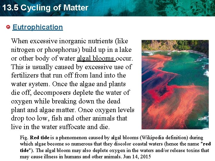 13. 5 Cycling of Matter Eutrophication When excessive inorganic nutrients (like nitrogen or phosphorus)