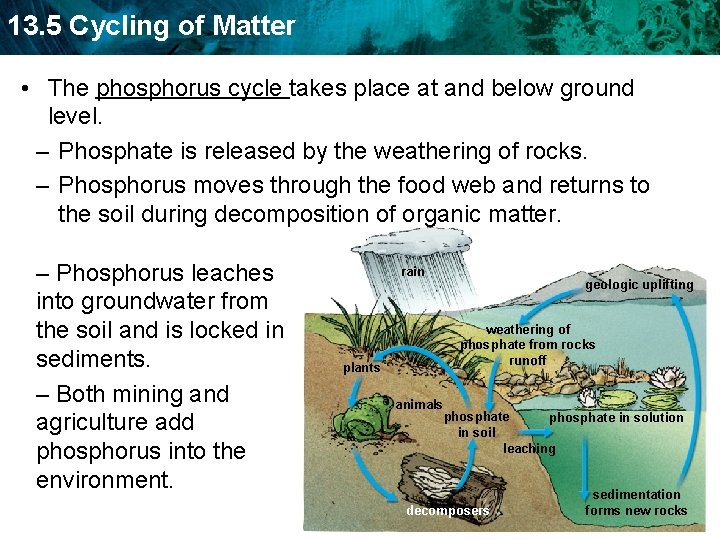 13. 5 Cycling of Matter • The phosphorus cycle takes place at and below