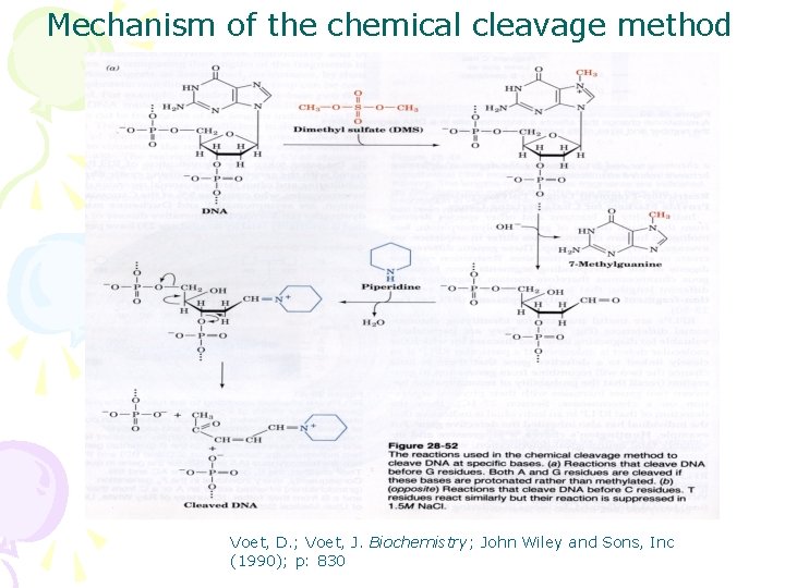 Mechanism of the chemical cleavage method Voet, D. ; Voet, J. Biochemistry; John Wiley