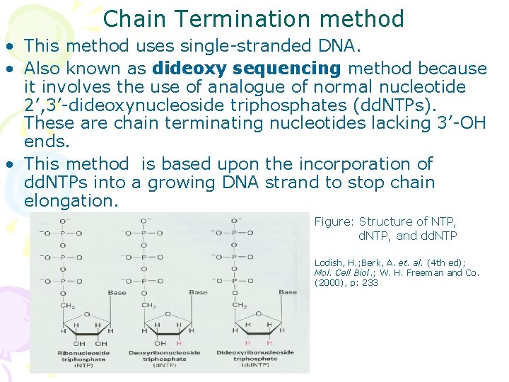 Chain Termination method • This method uses single-stranded DNA. • Also known as dideoxy
