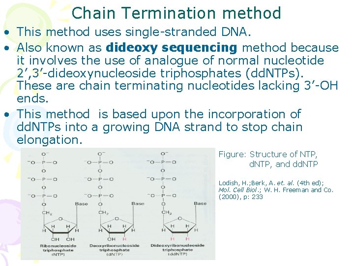 Chain Termination method • This method uses single-stranded DNA. • Also known as dideoxy