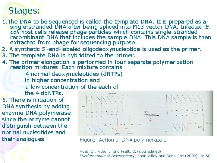 Stages: 1. The DNA to be sequenced is called the template DNA. It is