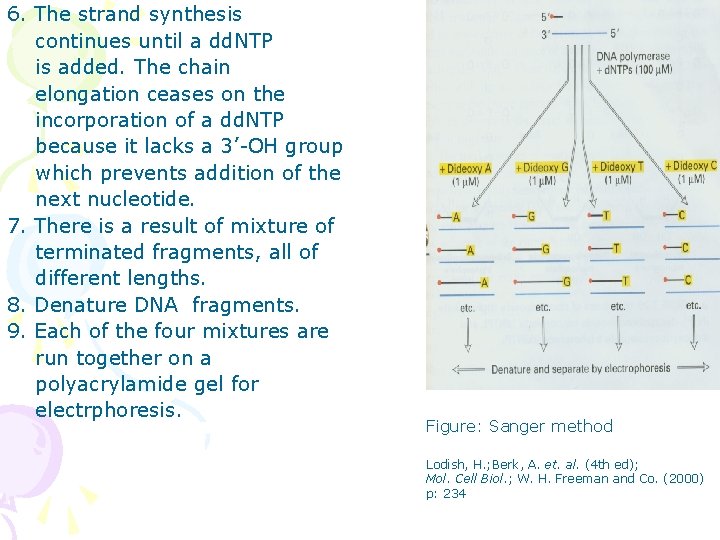 6. The strand synthesis continues until a dd. NTP is added. The chain elongation