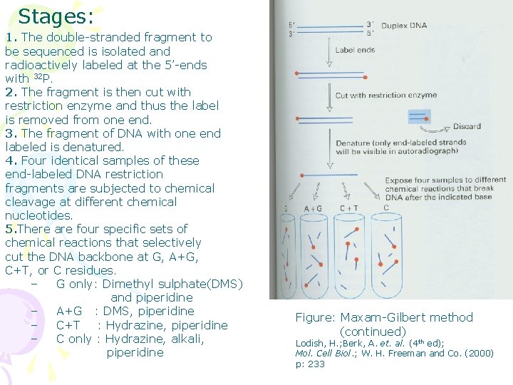 Stages: 1. The double-stranded fragment to be sequenced is isolated and radioactively labeled at