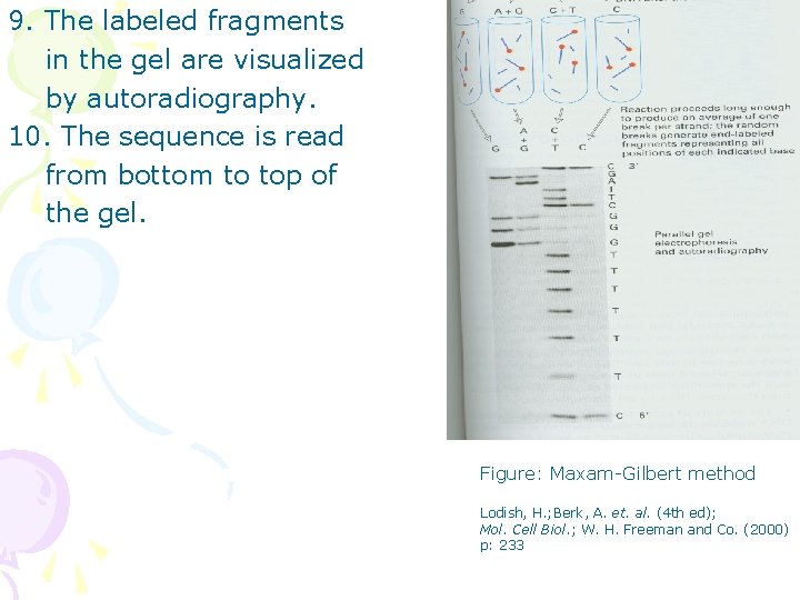 9. The labeled fragments in the gel are visualized by autoradiography. 10. The sequence