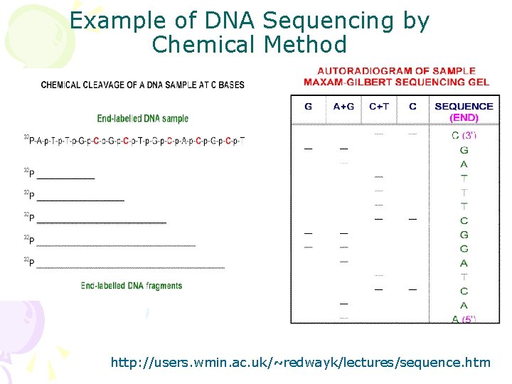 Example of DNA Sequencing by Chemical Method http: //users. wmin. ac. uk/~redwayk/lectures/sequence. htm 