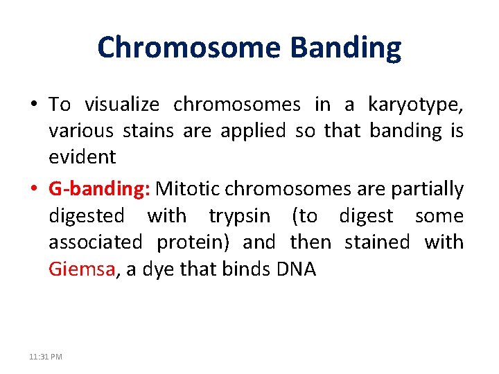 Chromosome Banding • To visualize chromosomes in a karyotype, various stains are applied so
