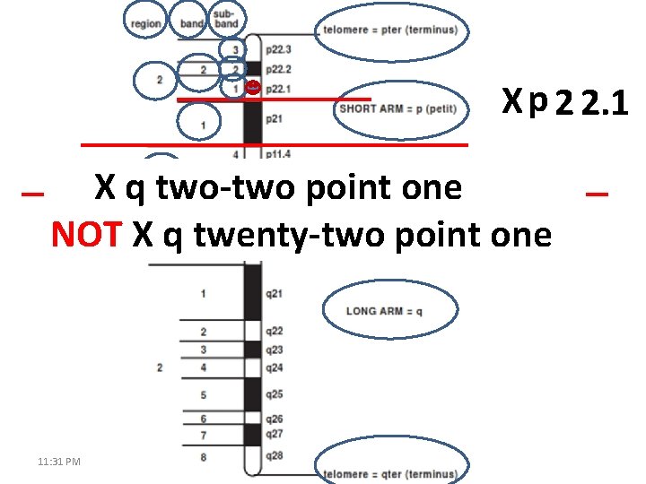 X p 2 2. 1 X q two-two point one NOT X q twenty-two