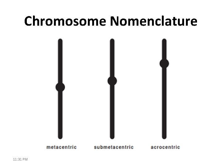 Chromosome Nomenclature 11: 31 PM 