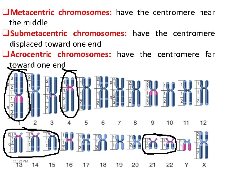 q. Metacentric chromosomes: have the centromere near the middle q. Submetacentric chromosomes: have the