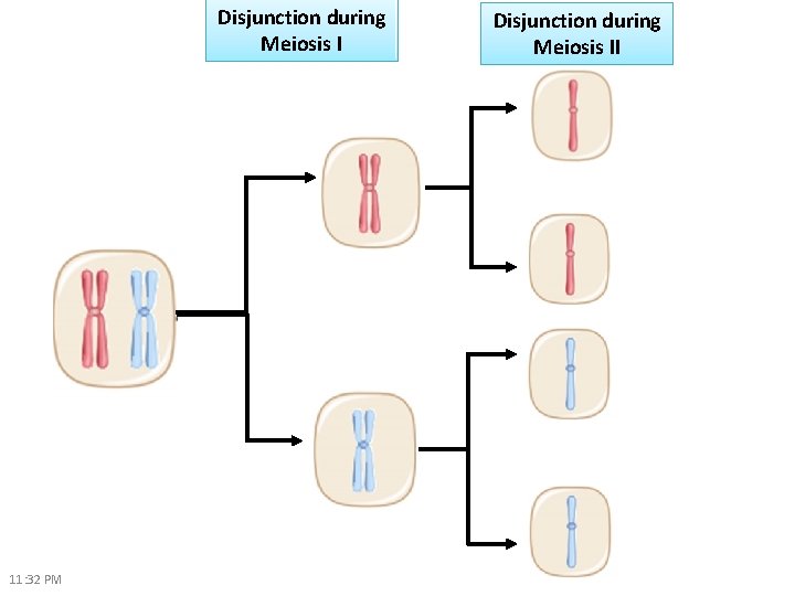 Disjunction during Meiosis I 11: 32 PM Disjunction during Meiosis II 