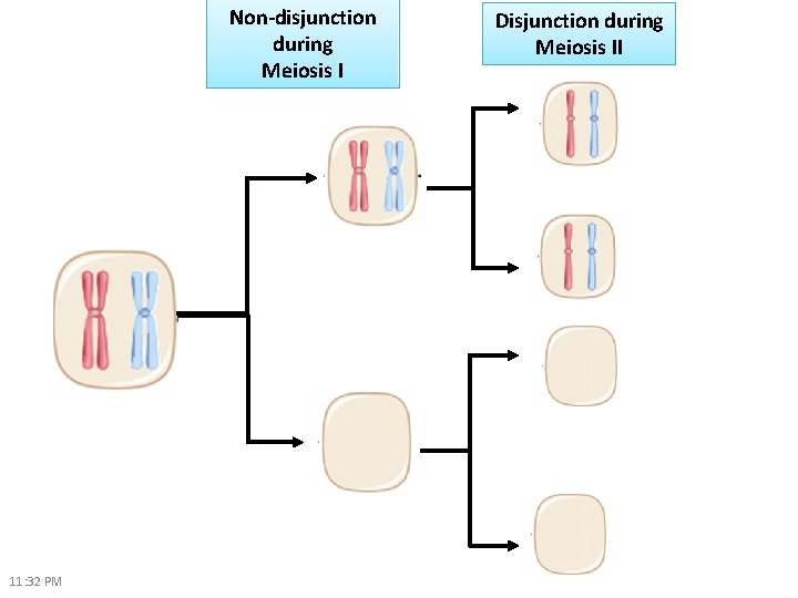 Non-disjunction during Meiosis I 11: 32 PM Disjunction during Meiosis II 