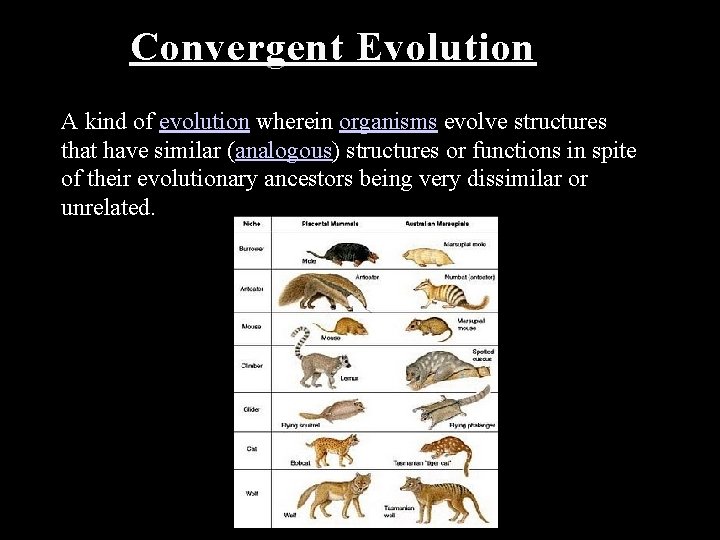 Convergent Evolution A kind of evolution wherein organisms evolve structures that have similar (analogous) Convergent Evolution A kind of evolution wherein organisms evolve structures that have similar (analogous)