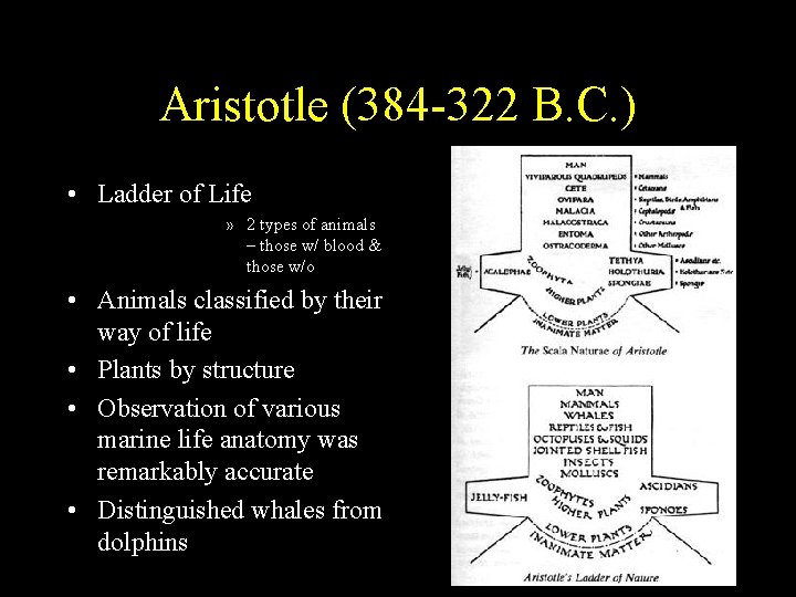 Aristotle (384 -322 B. C. ) • Ladder of Life » 2 types of Aristotle (384 -322 B. C. ) • Ladder of Life » 2 types of