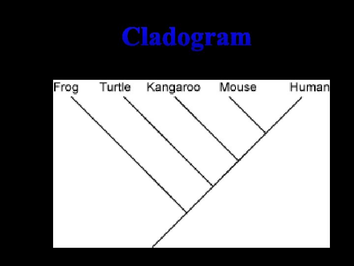 Cladogram Cladogram