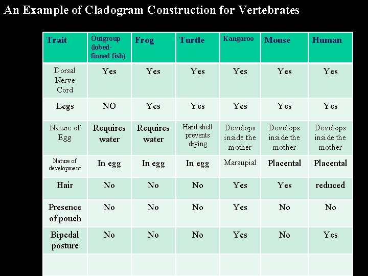 An Example of Cladogram Construction for Vertebrates Trait Outgroup (lobedfinned fish) Frog Turtle Kangaroo An Example of Cladogram Construction for Vertebrates Trait Outgroup (lobedfinned fish) Frog Turtle Kangaroo