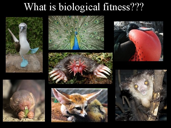 What is biological fitness? ? ? What is biological fitness? ? ?