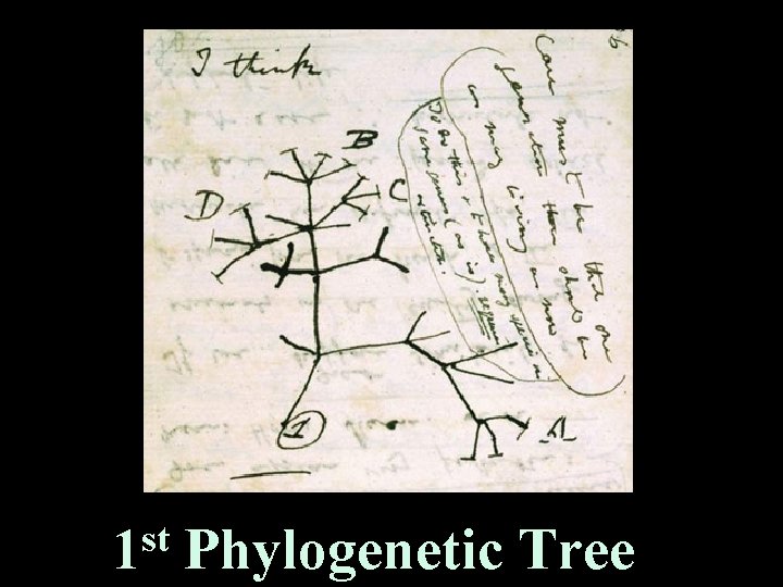 st 1 Phylogenetic Tree st 1 Phylogenetic Tree