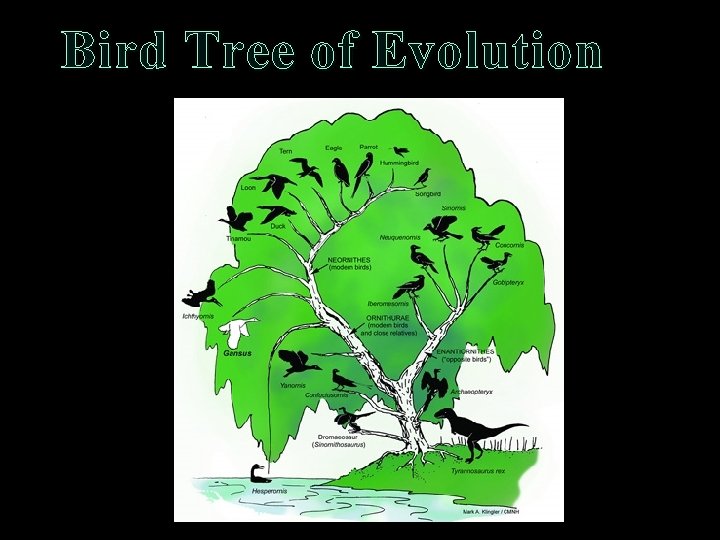 Bird Tree of Evolution Bird Tree of Evolution