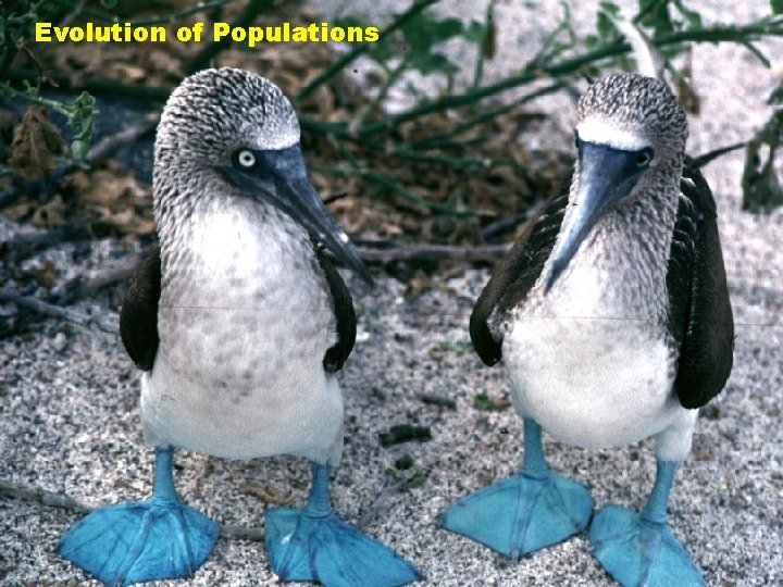 Evolution of Populations Evolution of Populations
