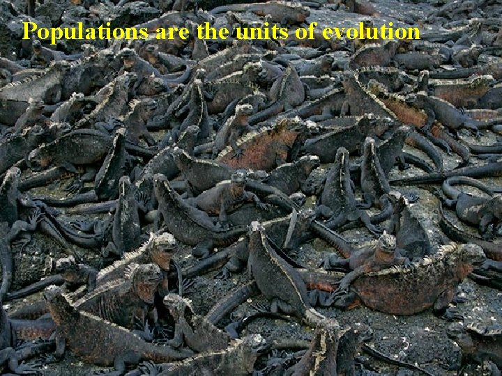Populations are the units of evolution Populations are the units of evolution