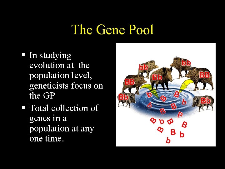 The Gene Pool In studying evolution at the population level, geneticists focus on the The Gene Pool In studying evolution at the population level, geneticists focus on the