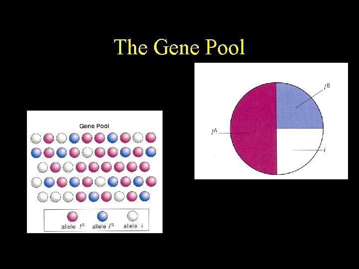 The Gene Pool The Gene Pool