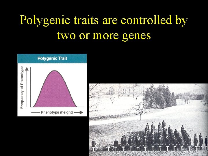 Polygenic traits are controlled by two or more genes Polygenic traits are controlled by two or more genes