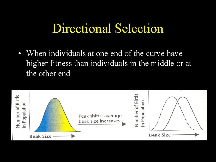 Directional Selection • When individuals at one end of the curve have higher fitness Directional Selection • When individuals at one end of the curve have higher fitness