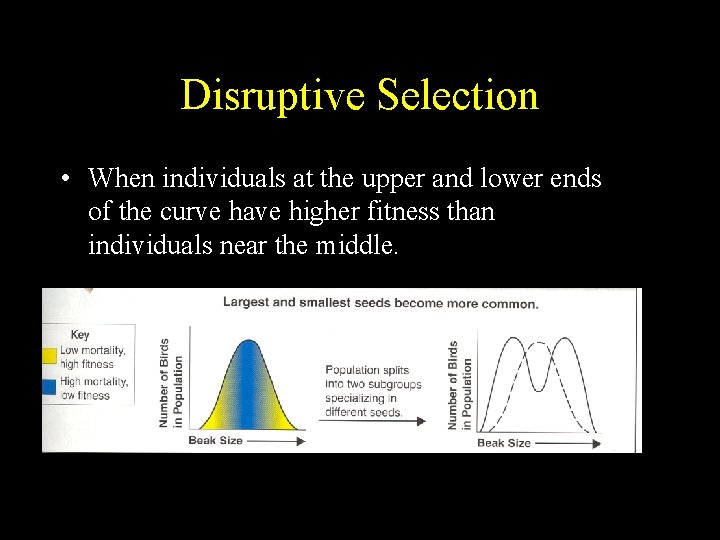 Disruptive Selection • When individuals at the upper and lower ends of the curve Disruptive Selection • When individuals at the upper and lower ends of the curve
