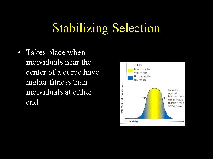 Stabilizing Selection • Takes place when individuals near the center of a curve have Stabilizing Selection • Takes place when individuals near the center of a curve have