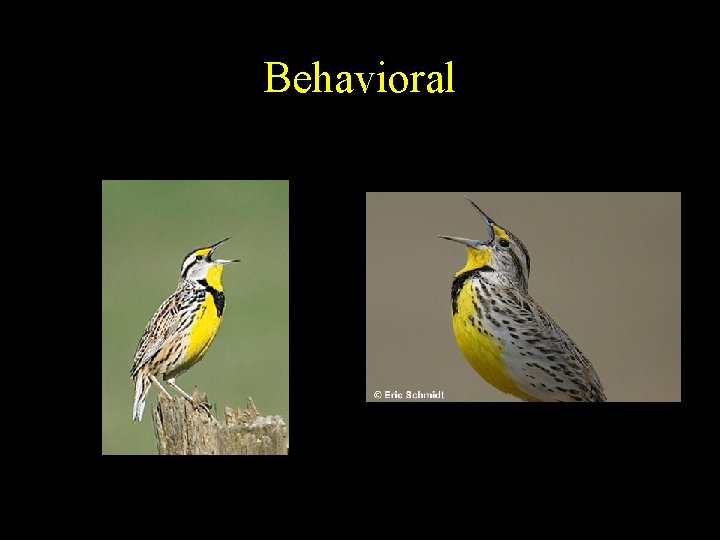 Behavioral Behavioral