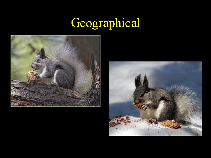 Geographical Geographical