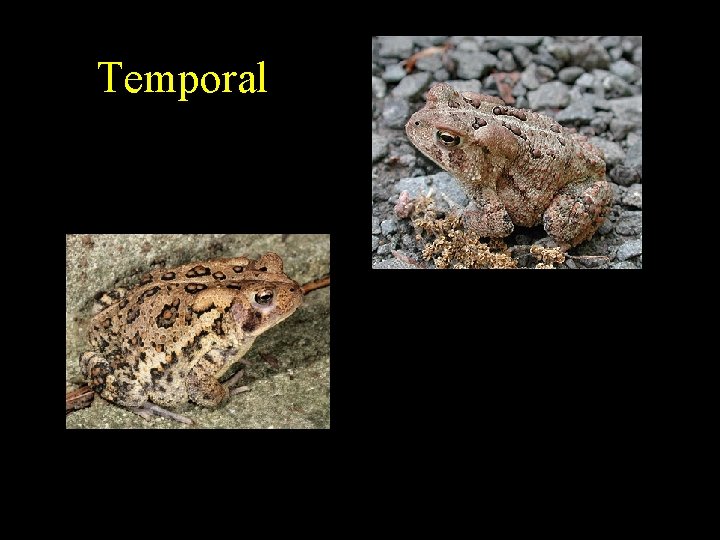Temporal Temporal