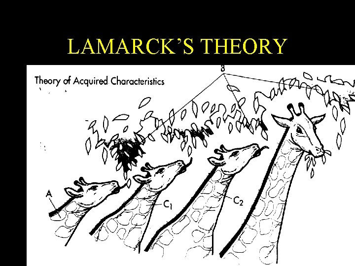 LAMARCK’S THEORY LAMARCK’S THEORY
