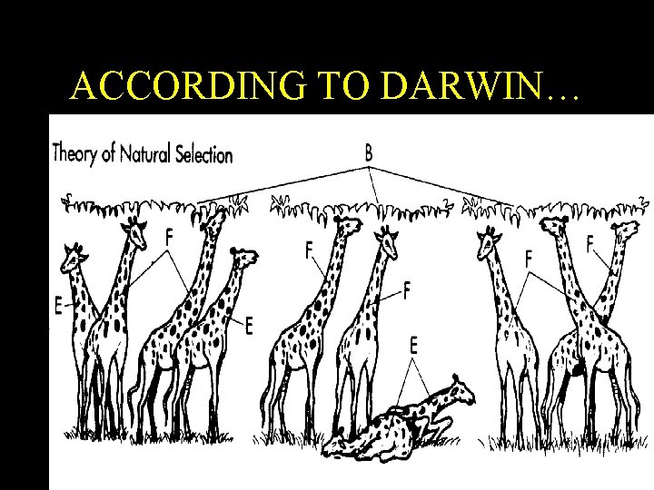 ACCORDING TO DARWIN… ACCORDING TO DARWIN…