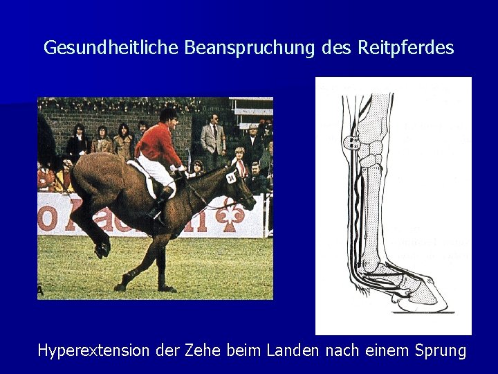 Gesundheitliche Beanspruchung des Reitpferdes Hyperextension der Zehe beim Landen nach einem Sprung Gesundheitliche Beanspruchung des Reitpferdes Hyperextension der Zehe beim Landen nach einem Sprung