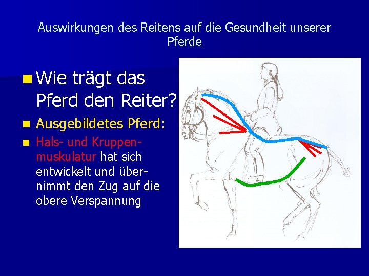 Auswirkungen des Reitens auf die Gesundheit unserer Pferde n Wie trägt das Pferd den