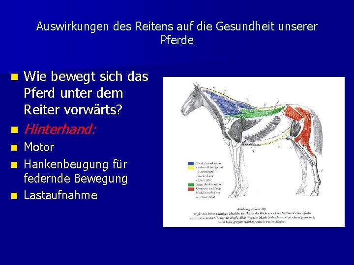 Auswirkungen des Reitens auf die Gesundheit unserer Pferde n Wie bewegt sich das Pferd