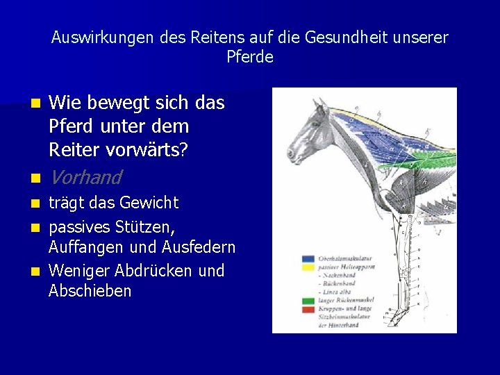 Auswirkungen des Reitens auf die Gesundheit unserer Pferde n Wie bewegt sich das Pferd