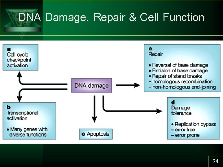 true repair defective dna