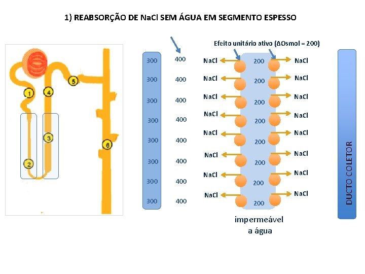 1) REABSORÇÃO DE Na. Cl SEM ÁGUA EM SEGMENTO ESPESSO Efeito unitário ativo (ΔOsmol