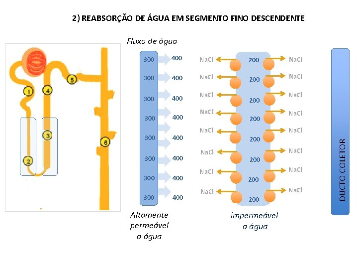 2) REABSORÇÃO DE ÁGUA EM SEGMENTO FINO DESCENDENTE Fluxo de água 300 400 Na.