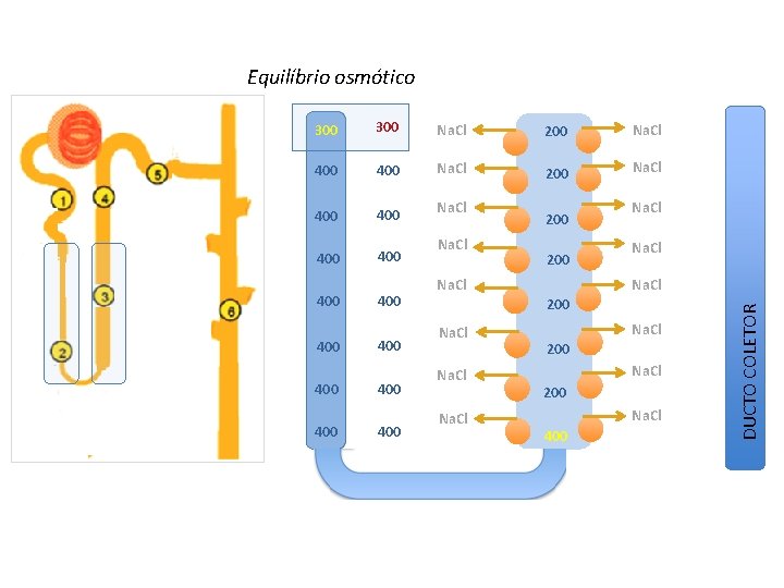 Equilíbrio osmótico 300 Na. Cl 200 Na. Cl 400 400 400 400 Na. Cl