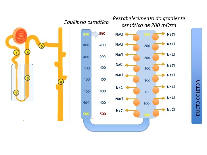 Restabelecimento do gradiente osmótico de 200 m. Osm 350 Na. Cl 150 Na. Cl