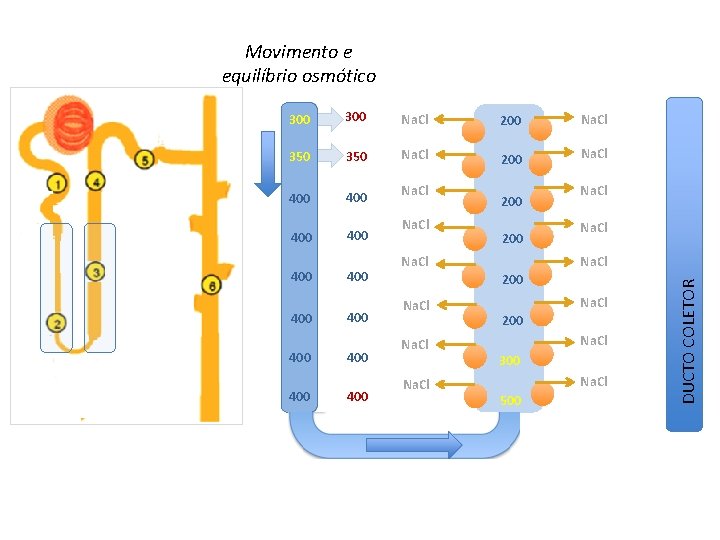 Movimento e equilíbrio osmótico 300 Na. Cl 200 Na. Cl 350 Na. Cl 200